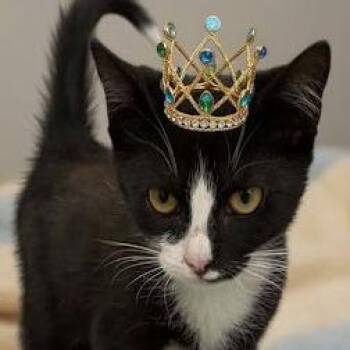 Tempo -  Domestic Short Hair Cat for Adoption in Calverton, New York - Tempo | PetCurious