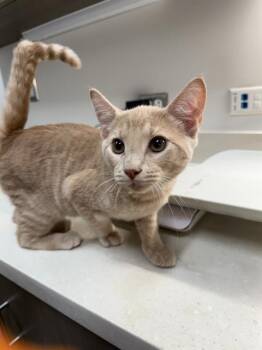 Domestic Short Hair Cats Available for Adoption in Baytown, Texas - FINN | PetCurious