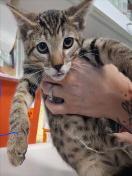 FORK -  Domestic Short Hair Cat for Adoption in Santa Fe, New Mexico - FORK | PetCurious
