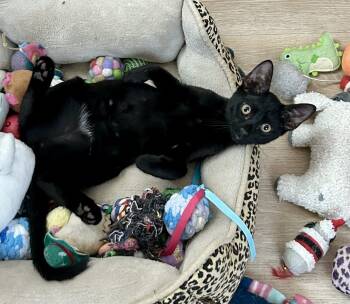 Rescue Domestic Short Hair Cats for Adoption in Gardena, California - Wednesday | PetCurious