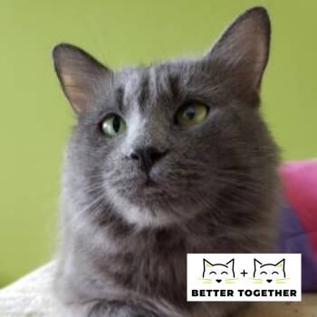 Rescue Domestic Medium Hair Cats for Adoption in Chicago, Illinois - Miyamoto | PetCurious