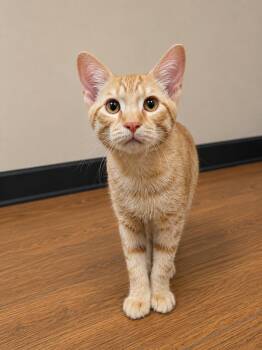 Amigo -  Domestic Short Hair Cat for Adoption in O