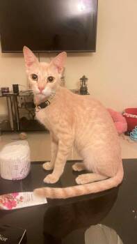 Ray -  Domestic Short Hair Cat for Adoption in Lunenburg, Massachusetts - Ray | PetCurious