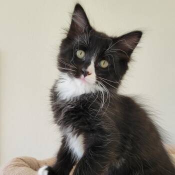 Ivan -  Domestic Long Hair Cat for Adoption in Washougal, Washington - Ivan | PetCurious