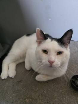 nox -  Domestic Short Hair Cat for Adoption in Spencerville, Ontario - Nox | PetCurious