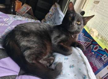 Domestic Short Hair Cats Available for Adoption in Union Gap, Washington - Joey | PetCurious