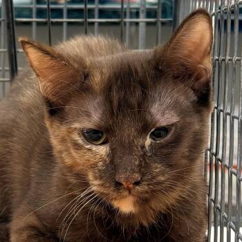 110931 -  Domestic Short Hair Cat for Adoption in Las Cruces, New Mexico - 110931 | PetCurious