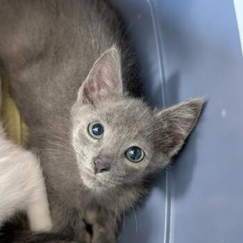 Hester -  Domestic Short Hair Cat for Adoption in Biltmore Forest, North Carolina - Hester | PetCurious