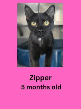 Zipper -  Domestic Short Hair Cat for Adoption in Ravenna, Ohio - Zipper | PetCurious