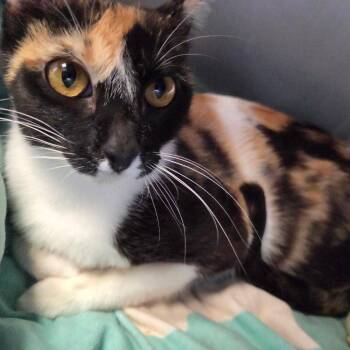 Miami -  Domestic Short Hair Cat for Adoption in Spokane, Washington - Miami | PetCurious