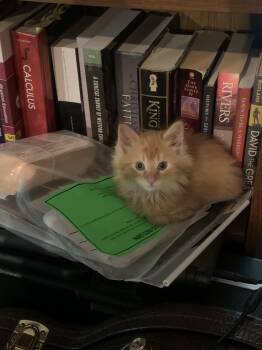 Scout -  Domestic Short Hair Cat for Adoption in West Mifflin, Pennsylvania - Scout | PetCurious