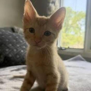 Zion -  Domestic Short Hair Cat for Adoption in West Des Moines, Iowa - Zion | PetCurious