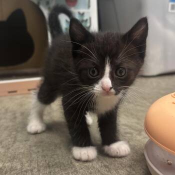 Nadia -  Domestic Short Hair Cat for Adoption in Waynesburg, Pennsylvania - Nadia | PetCurious