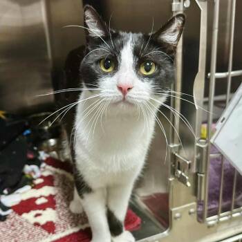 Rescue Domestic Short Hair Cats for Adoption in Union, Missouri - Howie Mandel Eureka Petsense | PetCurious