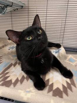 Domestic Short Hair Cats Available for Adoption in Frankfort, Kentucky - Angel | PetCurious