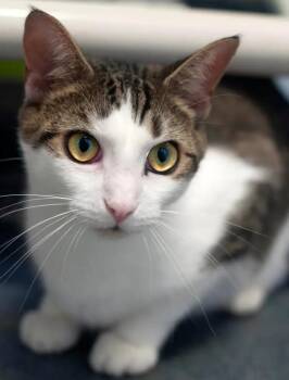 Rescue Domestic Short Hair Cats for Adoption in Hamilton, Ontario - Neveah | PetCurious