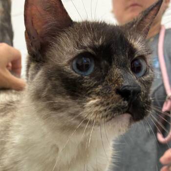Whitney -  Siamese Cat for Adoption in Corpus Christi, Texas - Whitney | PetCurious