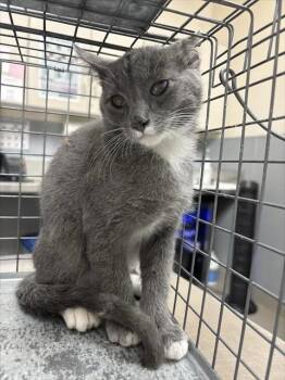 DAMIAN WAYNE -  Domestic Short Hair Cat for Adoption in Las Vegas, Nevada - DAMIAN WAYNE | PetCurious