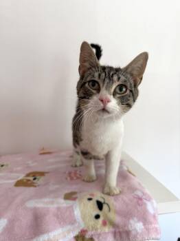 Tabby Cats Available for Adoption in New York, New York - WINSTON | PetCurious
