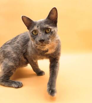 Rescue Domestic Short Hair Cats for Adoption in Springfield, Missouri - Pursimmon | PetCurious