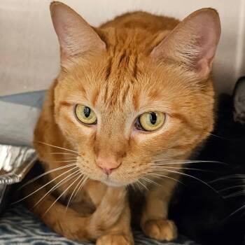 Precious -  Domestic Short Hair Cat for Adoption in Bentonville, Arkansas - Precious | PetCurious