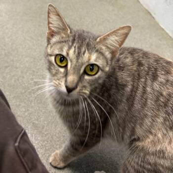 Domestic Short Hair Cats Available for Adoption in Carencro, Louisiana - Beige Drapes | PetCurious