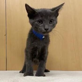 Huevo Ranchero -  Domestic Medium Hair Cat for Adoption in Brentwood, Missouri - Huevo Ranchero | PetCurious