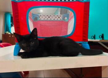 Suky -  Domestic Short Hair Cat for Adoption in Sainte-martine, Quebec - Suky | PetCurious