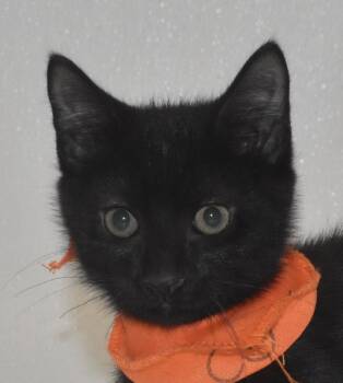 Rescue Domestic Short Hair Cats for Adoption in Springfield, Ohio - Kittah | PetCurious