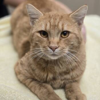 Rescue Domestic Short Hair Cats for Adoption in Wickenburg, Arizona - Lincoln | PetCurious