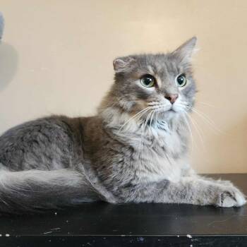 Rescue Domestic Long Hair and Tabby Cats for Adoption in Greensburg, Pennsylvania - Evander | PetCurious