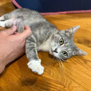 Domestic Short Hair Cats Available for Adoption in Richmond, Virginia - Pomegranate | PetCurious