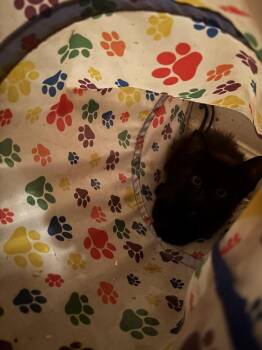 Fluffle -  Domestic Short Hair Cat for Adoption in Salisbury, North Carolina - Fluffle | PetCurious