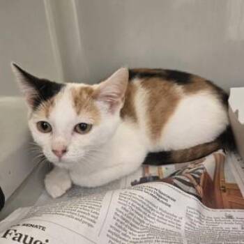 Sweet -  Domestic Short Hair Cat for Adoption in Phoenixville, Pennsylvania - Sweet | PetCurious