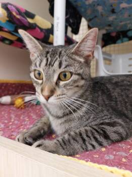 Domestic Short Hair and Tabby Cats Available for Adoption in Plano, Texas - Sophie | PetCurious