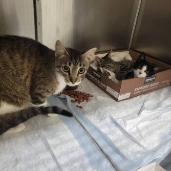 Mamacita -  Domestic Short Hair Cat for Adoption in Westminster, California - Mamacita | PetCurious