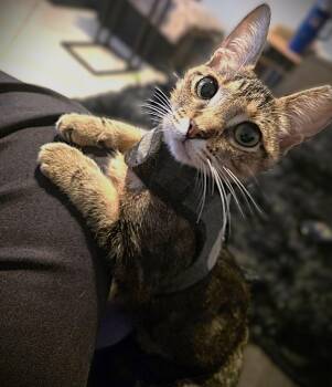 Tabby Cats Available for Adoption in Fort Myers, Florida - Teddy Bear | PetCurious