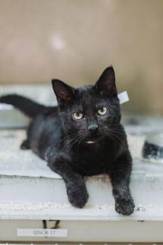 92758A Starburst -  Domestic Short Hair Cat for Adoption in North Charleston, South Carolina - 92758A Starburst | PetCurious