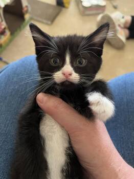 Domestic Short Hair Cats Available for Adoption in Yardley, Pennsylvania - Dash | PetCurious