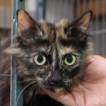Sassafras -  Tortoiseshell and Domestic Medium Hair Cat for Adoption in Harrisburg, Pennsylvania - Sassafras | PetCurious