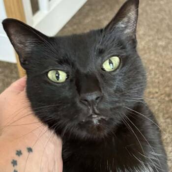 Lumi -  Domestic Medium Hair Cat for Adoption in Liverpool, Texas - Lumi | PetCurious