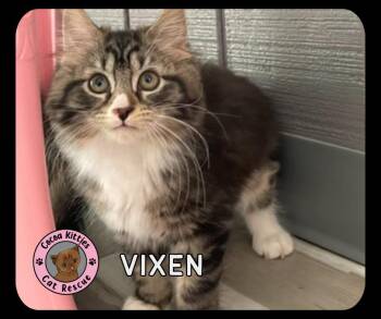 Vixen -  Domestic Short Hair Cat Available for Adoption in Hershey, Pennsylvania - Vixen | PetCurious
