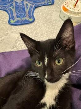 June -  Domestic Medium Hair and Domestic Short Hair Cat for Adoption in Bellevue, Washington - June | PetCurious
