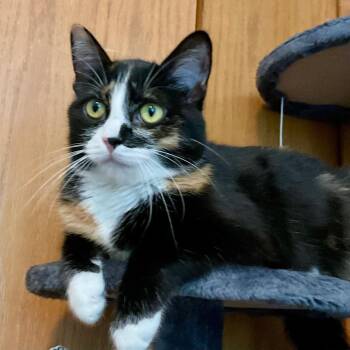 Phoenix -  Domestic Medium Hair Cat for Adoption in Blaine, Minnesota - Phoenix | PetCurious