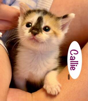 Callie -  Domestic Short Hair Cat Available for Adoption in Reston, Virginia - Callie | PetCurious