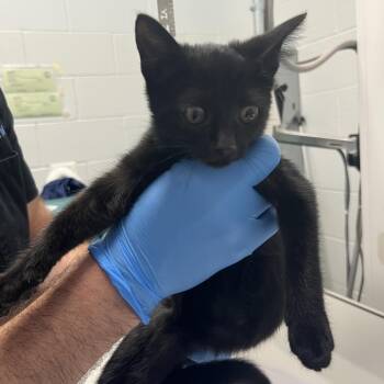 Ben 1 -  Domestic Short Hair Cat for Adoption in Marshall, Virginia - Ben 1 | PetCurious