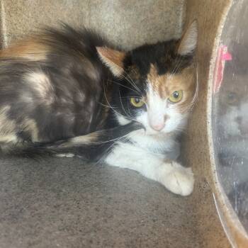 Rescue Domestic Short Hair Cats for Adoption in Philadelphia, Pennsylvania - Tessa | PetCurious