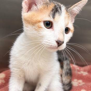 Snow White -  Domestic Short Hair Cat for Adoption in Gloucester, Virginia - Snow White | PetCurious