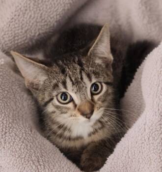 Rescue Domestic Short Hair Cats for Adoption in Merrillville, Indiana - Stabby Tabby | PetCurious