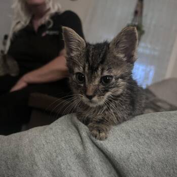 Captain Hook -  Domestic Short Hair Cat for Adoption in Ridgely, Maryland - Captain Hook | PetCurious